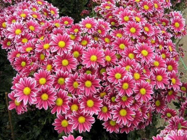 Многолетники Хризантема