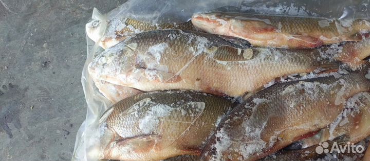 Язь свежемороженный