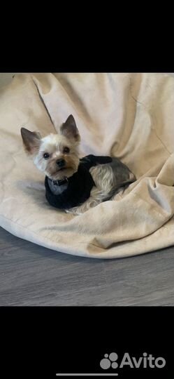 Йоркширский терьер