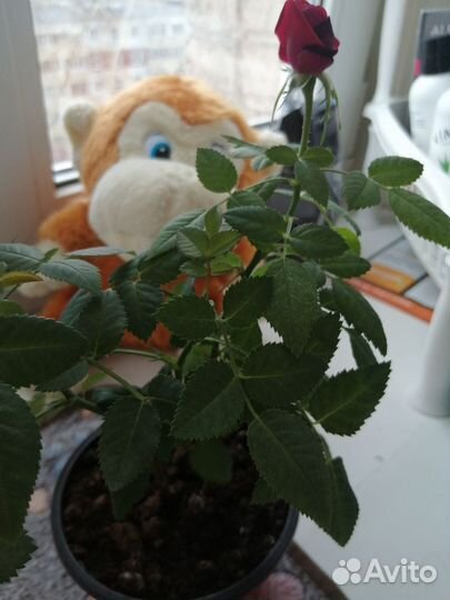 Роза комнатная домашняя