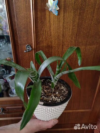 Комнатные цветы