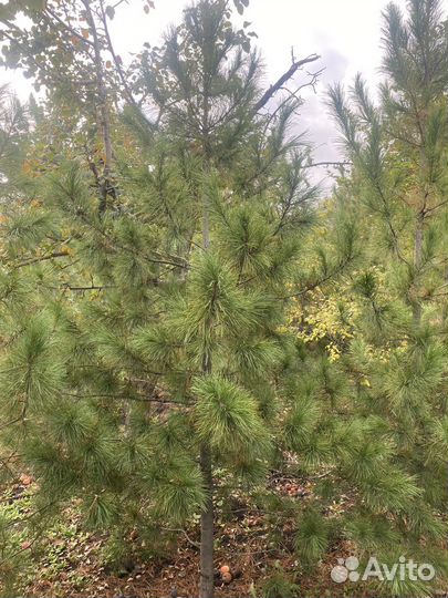 Саженцы сибирского кедра