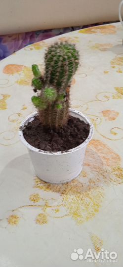 Кактусенки детки