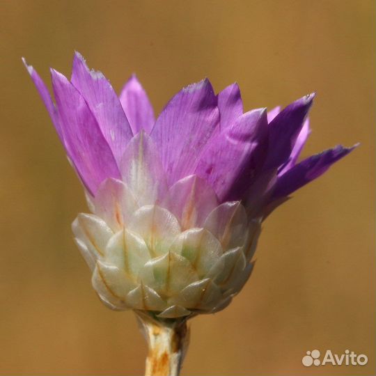 Бессмертник однолетний (сухоцвет), семена