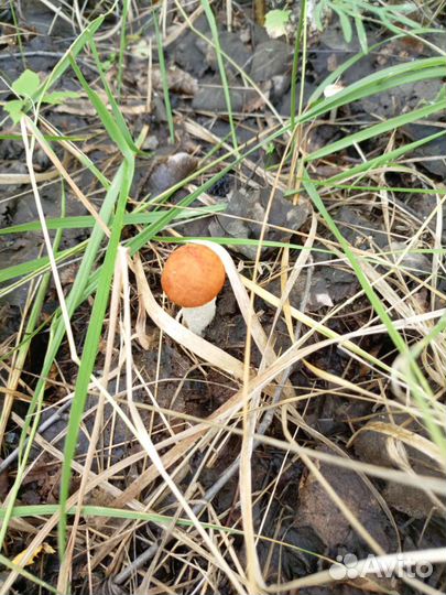 Продам корову