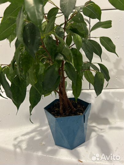 Фикус бенджамина