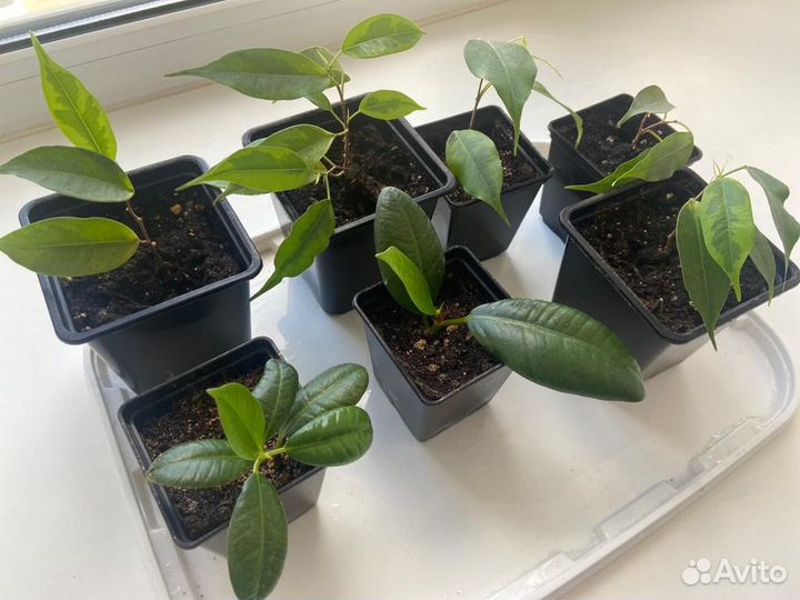 Комнатные растения Фикусы