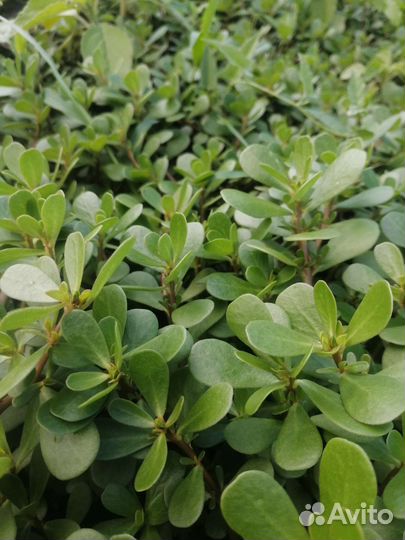 Портулак садовый