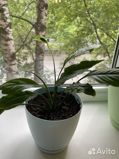 Спатифиллум женское счастье