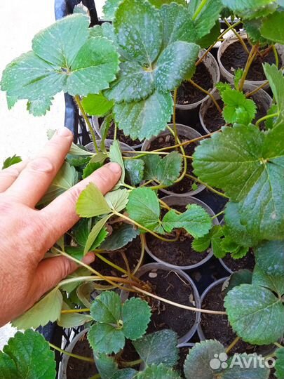 Рассада клубники Мурано