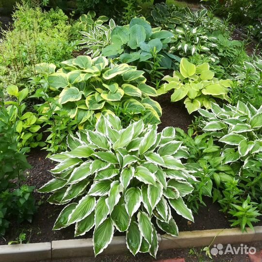 Хоста, разные сорта и размер