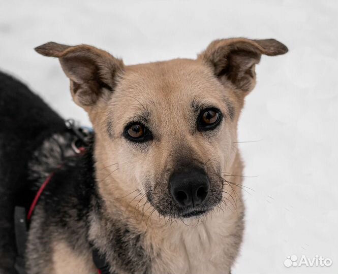 Собаки бесплатно