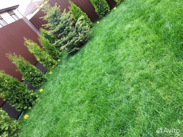 Рулонный газон