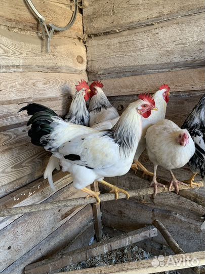 Петух Адлерский серебристый