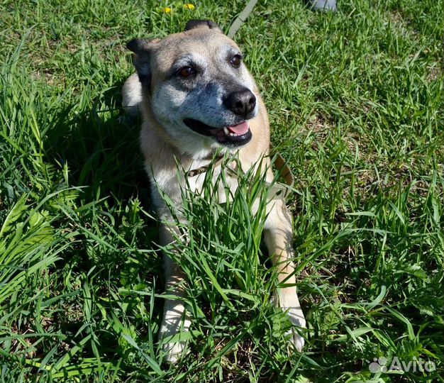 Собака в добрые руки