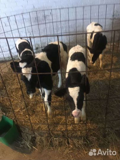 Бычки телята для откорма