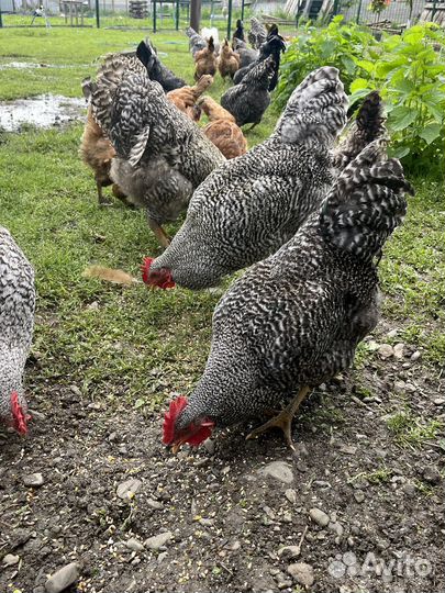 Молодые петухи