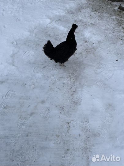 Курица черная