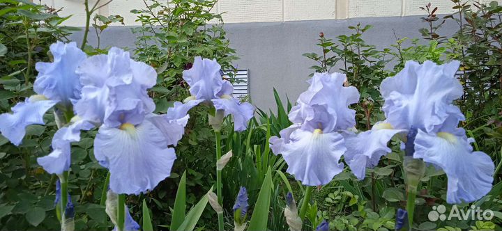 Ирисы