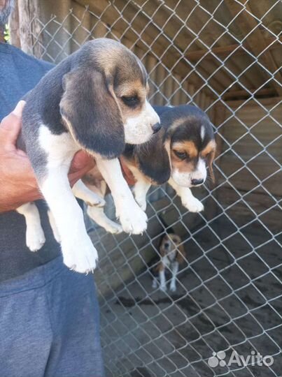 Щенки бигль