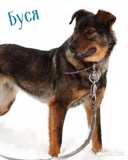 Собака в добрые руки