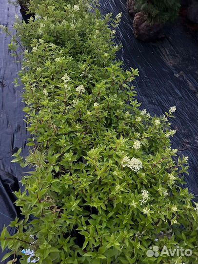 Декоративные растения