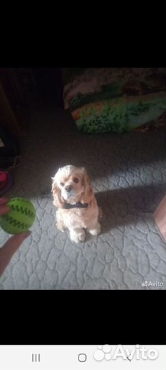 Вязка амереканский кокер