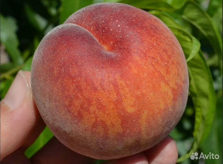Саженцы Персика Канадиен Хармони