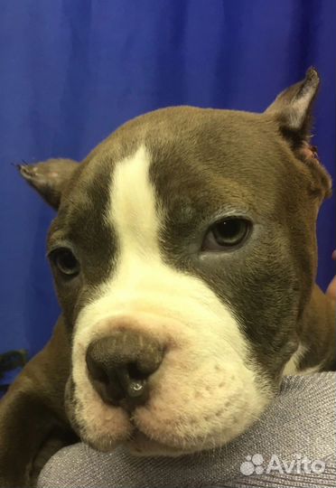 Собаки щенки американский булли