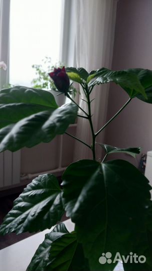 Комнатные цветы