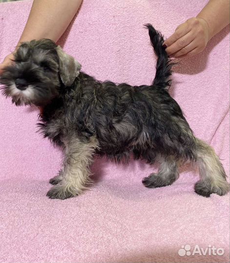 Цвергшнауцер щенок