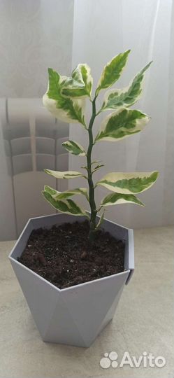 Педилантус в новом горшке