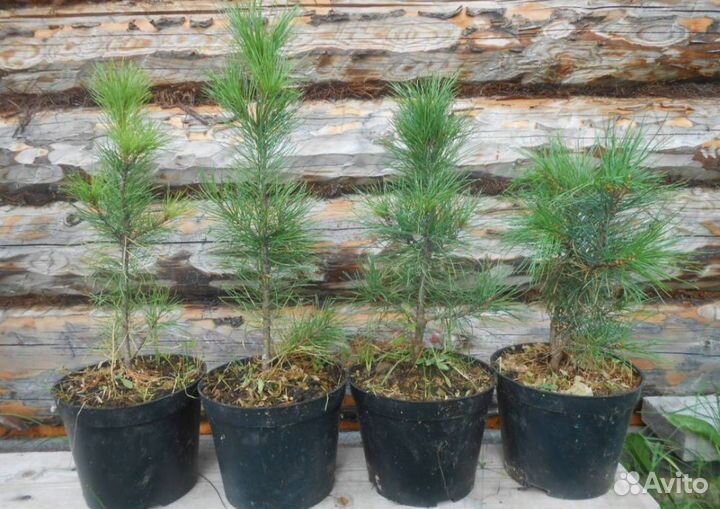 Уральский кедр