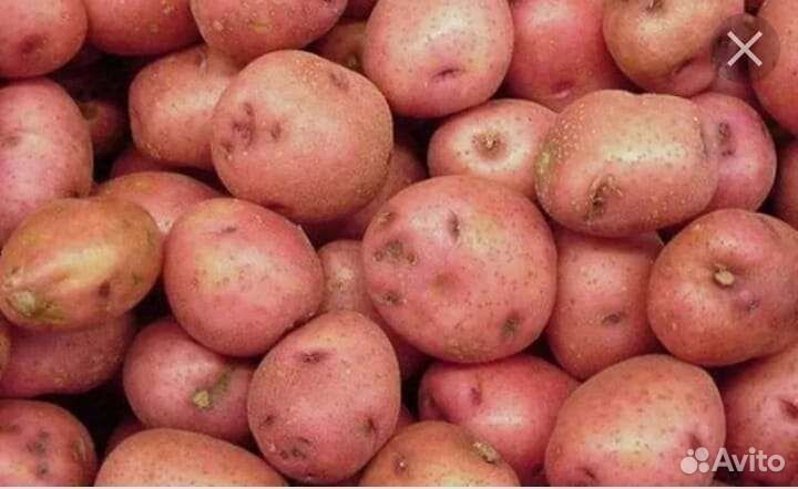 Свежий домашний картофель