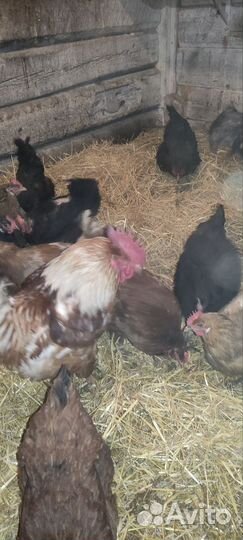 Яйцо инкубационное. Микс