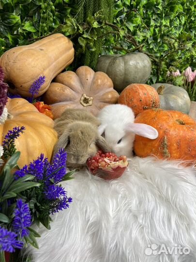 Ручные кролики мини