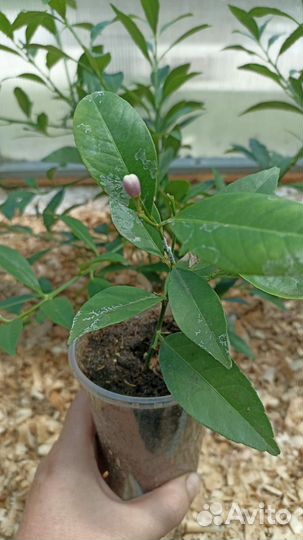 Лайм Санта Барбара