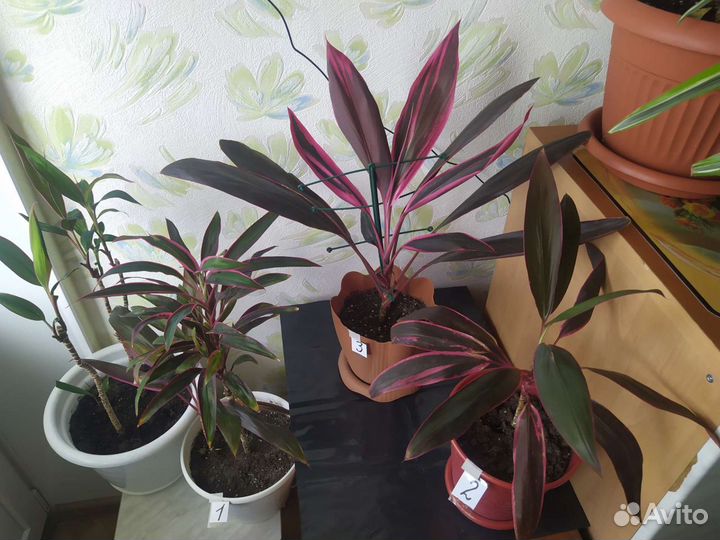 Красивейшие декоративно-листвен. цветы с доставкой