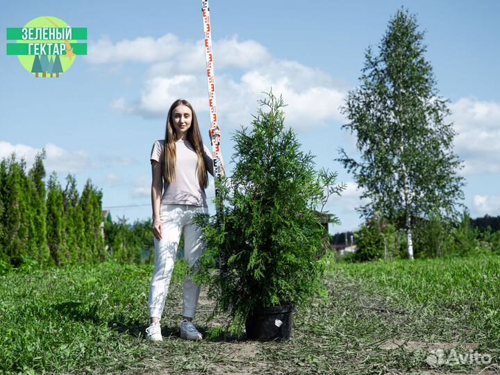 Туи брабант 1,2 м свежая копка 2023