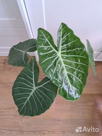 Алоказия Розовый Дракон, Кукулата, Гагеана Вар