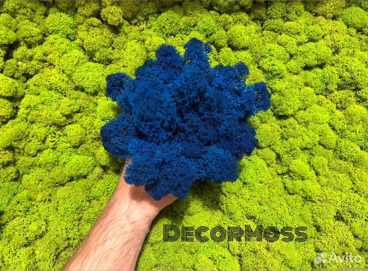 Стабилизированный мох от производителя