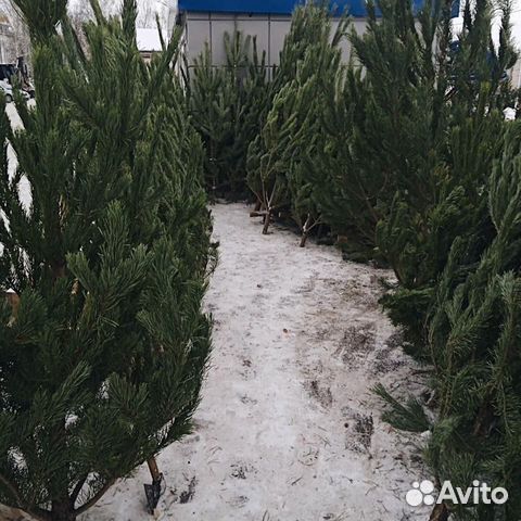Живые сосны и ели + доставка/подарок