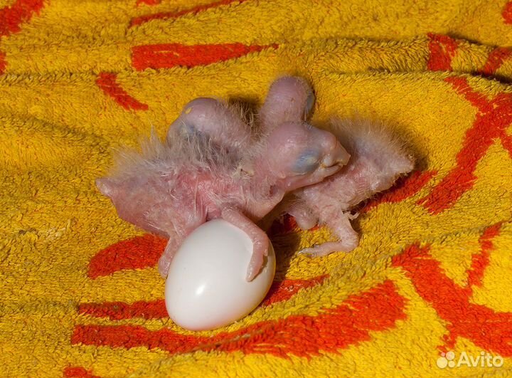 Птенцы выкормыши больших попугаев разных видов