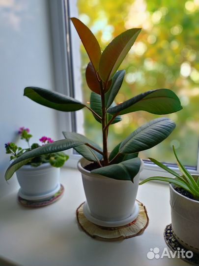 Комнатные растения