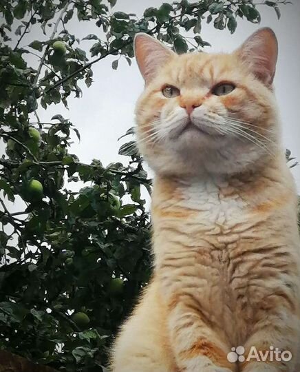 Котику нужен дом