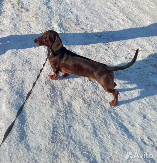 Вязка такса стандартная