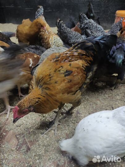 Молодые петухи