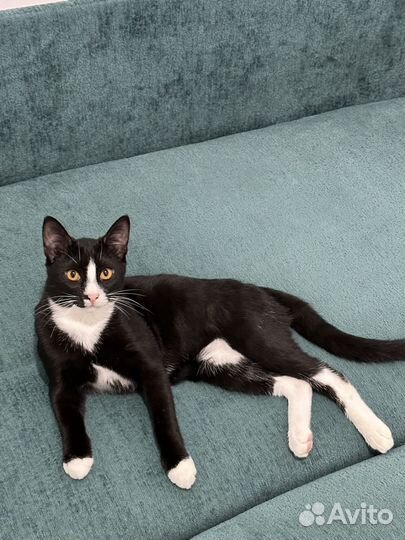 Котёнок 5 месяцев