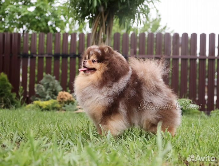 Померанский шпиц девочка