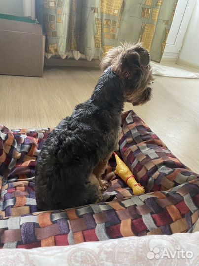 Передержка собак